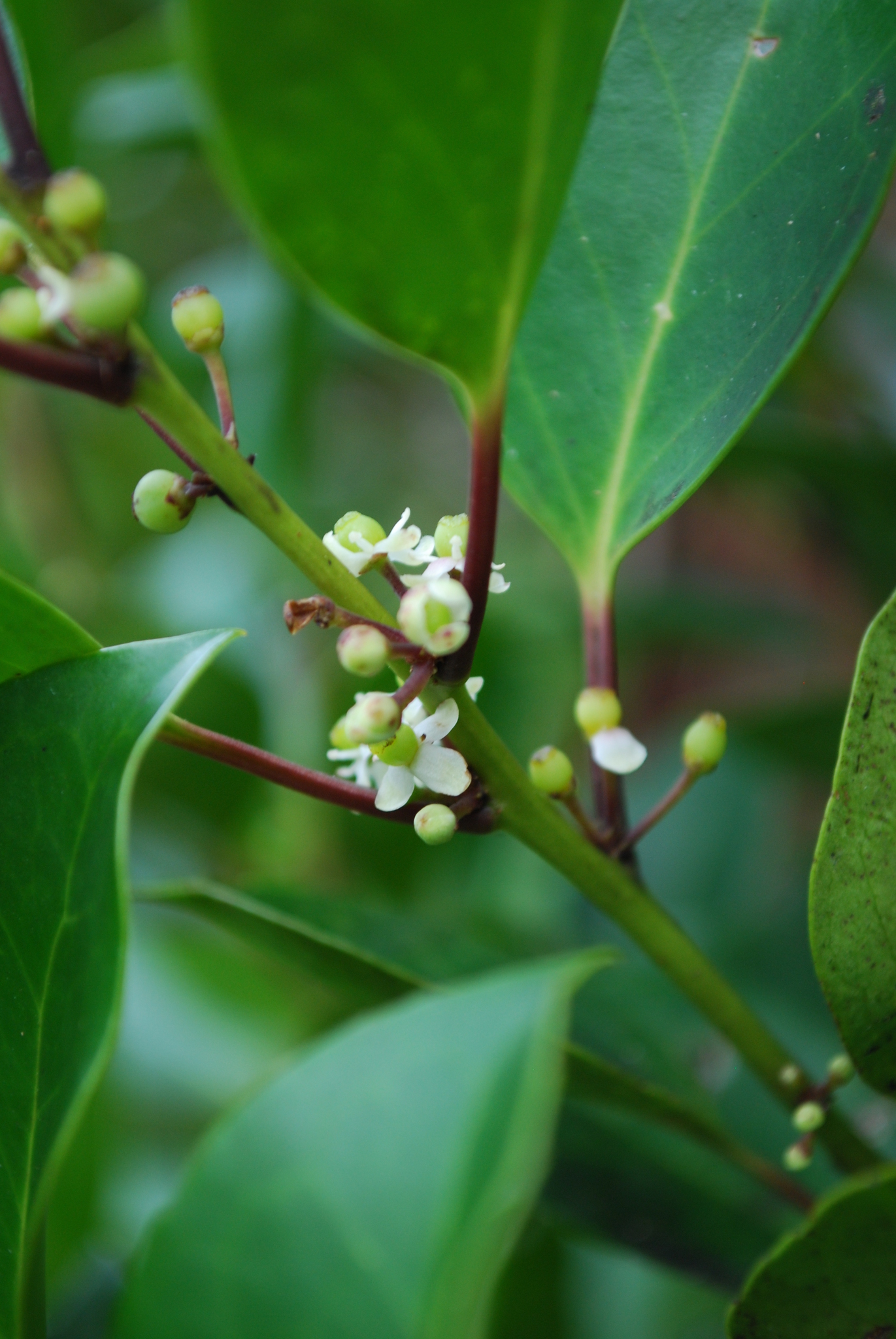 Ilex volkensiana