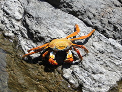 Grapsus grapsus