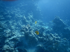 Chaetodon semilarvatus