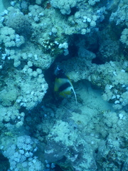 Heniochus intermedius