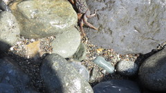 Geograpsus lividus