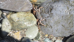 Geograpsus lividus