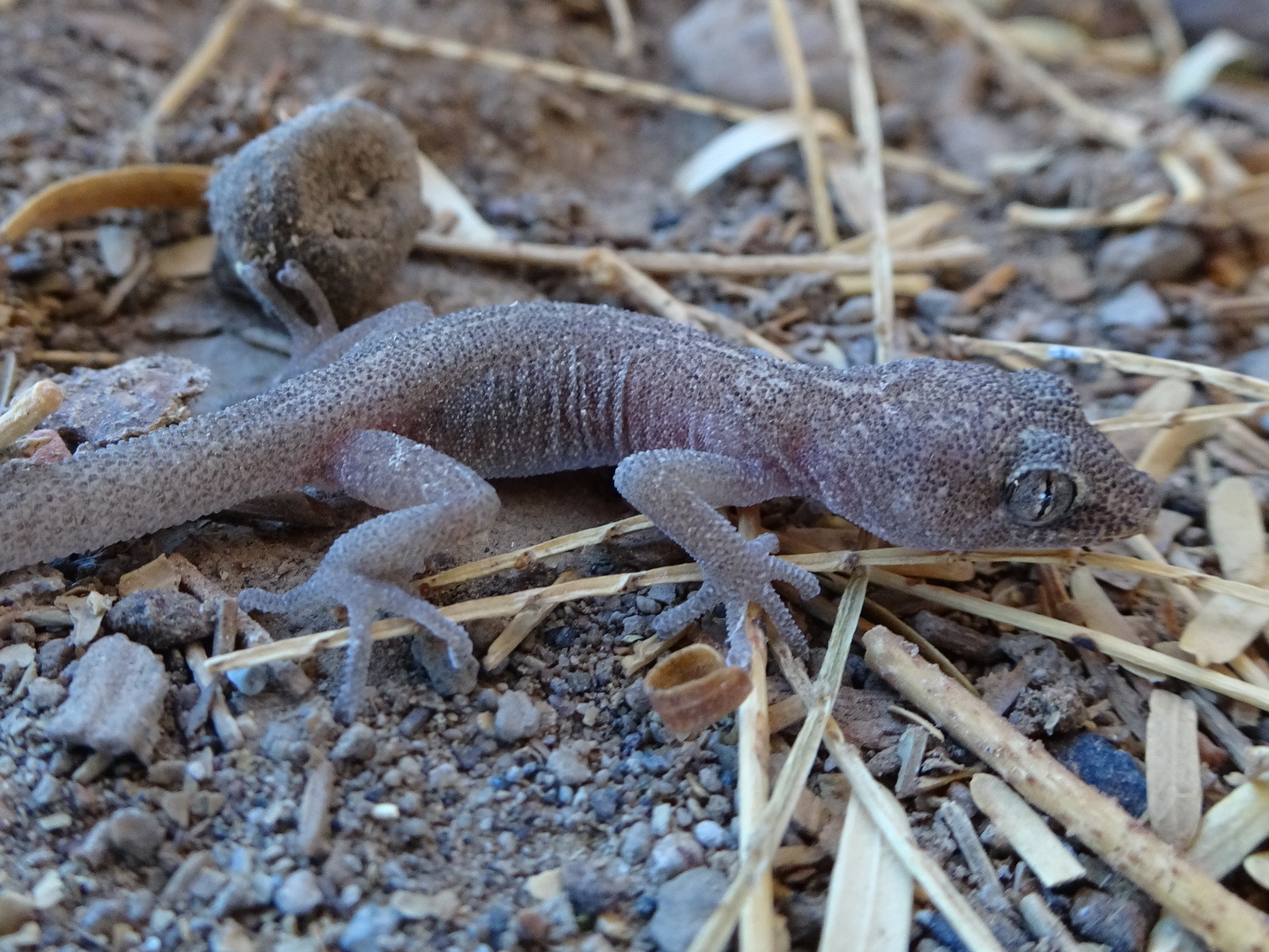 Phyllodactylus Gerrhopygus (Wiegmann, 1834)