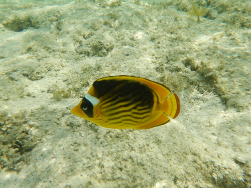 Chaetodon fasciatus