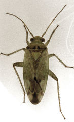 Bipuncticoris