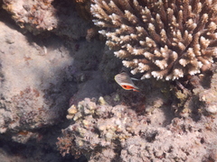 Chaetodon paucifasciatus