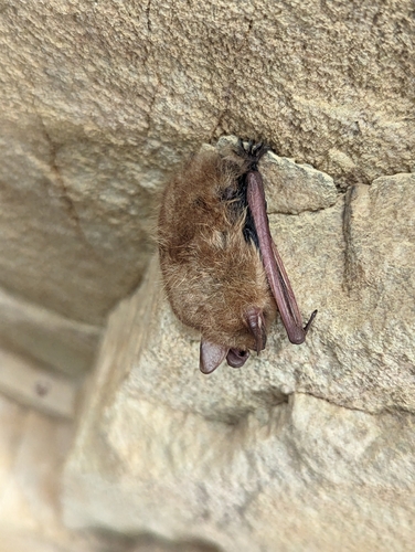Tri-coloured Bat photographed in Alabama