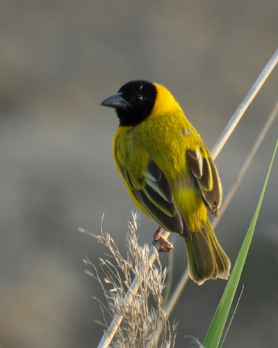Black-headed Weaver