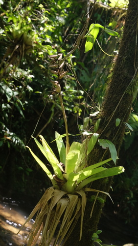 Vriesea unilateralis, photograph 1