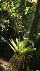 Vriesea unilateralis, photograph fmunoz, CC BY, iNaturalist via GBIF