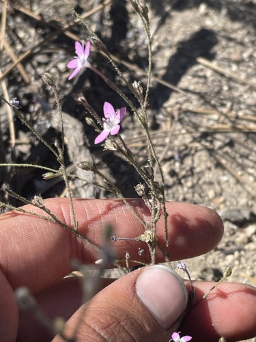 Image of Gilia leptantha by (c) Max Miley, some rights reserved (CC BY)