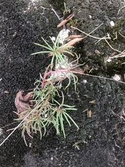 Phemeranthus mengesii