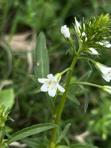 Lysimachia candida iNat (2)