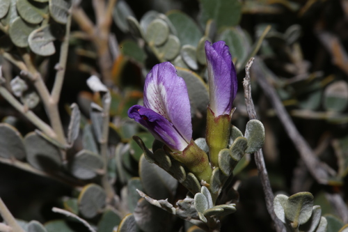 Image of Guadalupe Mountain Necklacepod (Dermatophyllum gypsophilum) by (c) Reid Hardin, some rights reserved (CC BY)