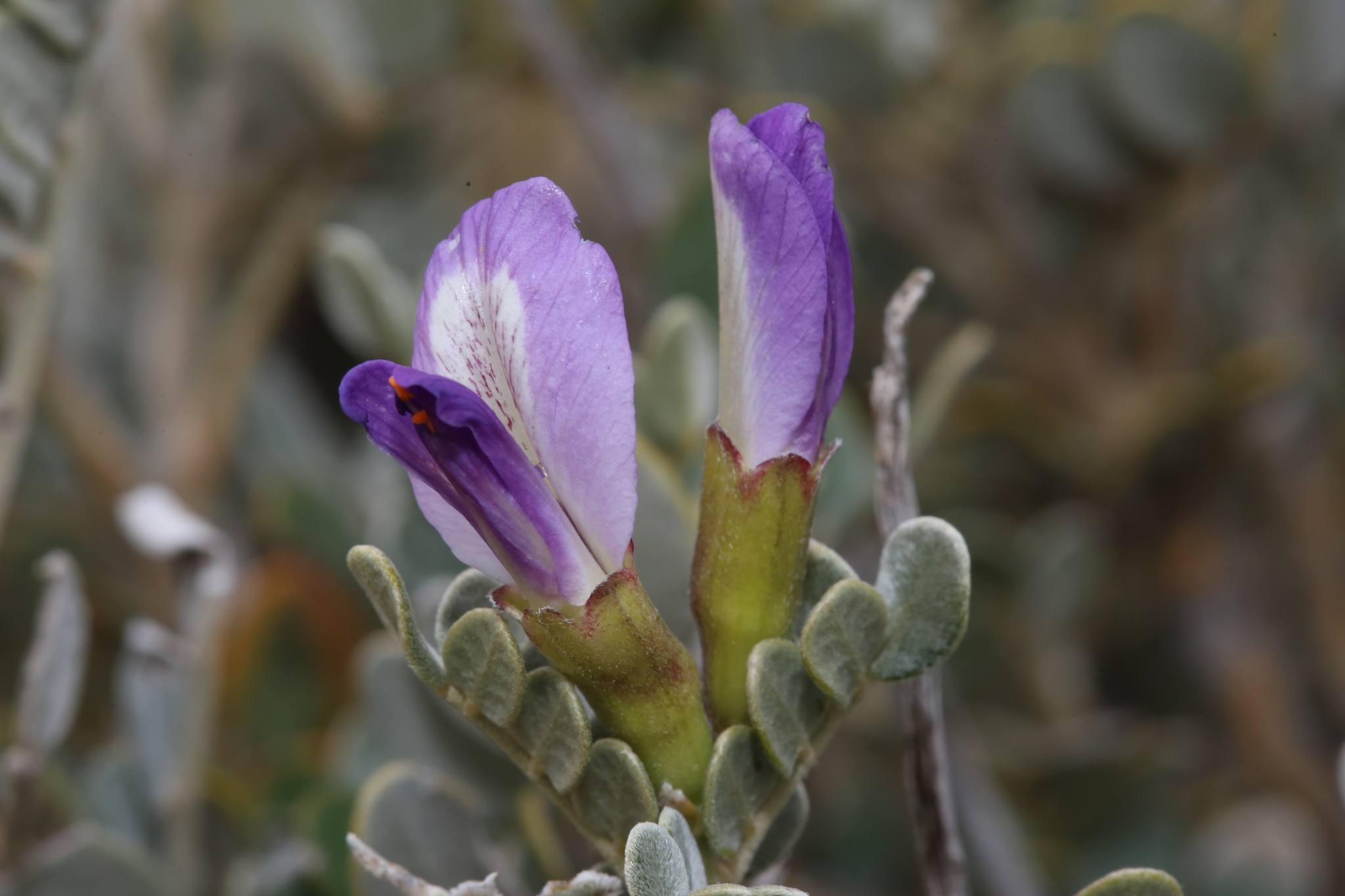 Guadalupe Mountain Necklacepod (Dermatophyllum gypsophilum)
