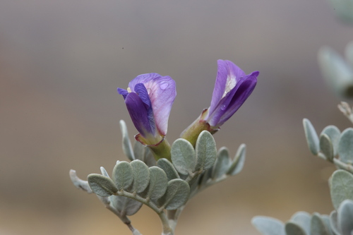 Guadalupe Mountain necklacepod (Sophora gypsophila)