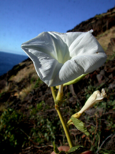 Ipomoea tuboides observed 2005-03-08