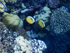 Chaetodon austriacus