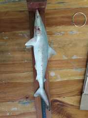 Smalltail Shark photo 3