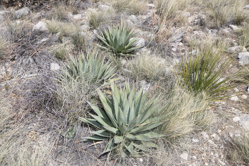 Agave gracilipes