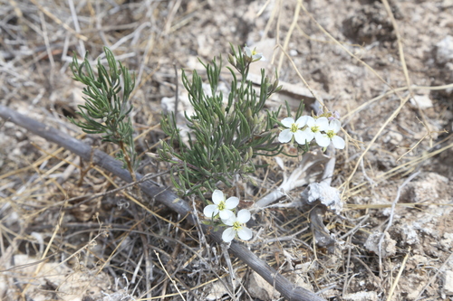 Image of Nerisyrenia linearifolia by (c) Reid Hardin, some rights reserved (CC BY)