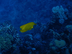 Chaetodon semilarvatus