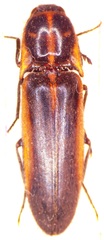 Probothrium pubescens