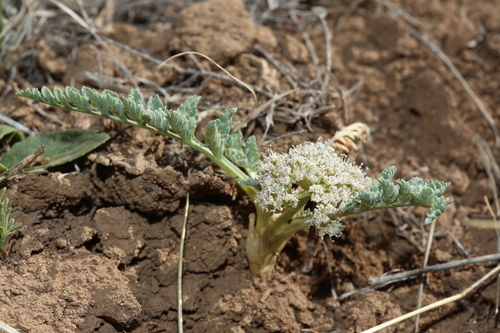 Image of Vesper macrorhizus by (c) Reid Hardin, some rights reserved (CC BY)