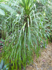 Dracaena cambodiana
