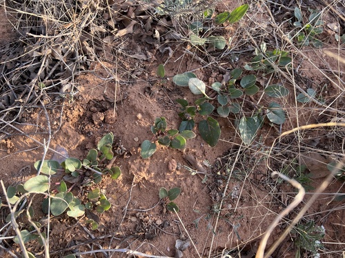 Snowball sand verbena (Abronia fragrans)