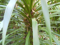 Dracaena cambodiana