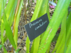 Dracaena cambodiana