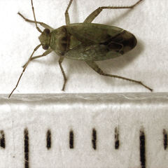 Bipuncticoris