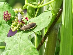 Catorhintha selector