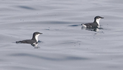 Scripps's Murrelet photo 4