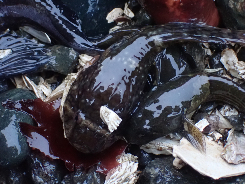rosylip sculpin