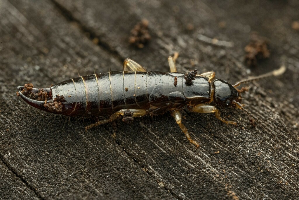 Euborellia pallipes