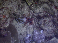 Pterois cincta