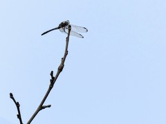 Dythemis