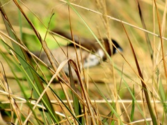 Spermestes cucullata scutata