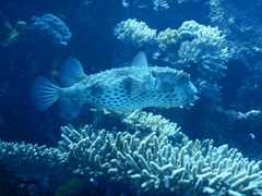 Cyclichthys spilostylus