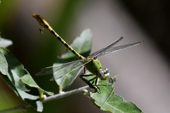 Erpetogomphus crotalinus