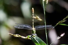 Erpetogomphus crotalinus