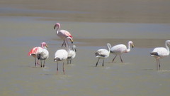 Phoenicoparrus jamesi