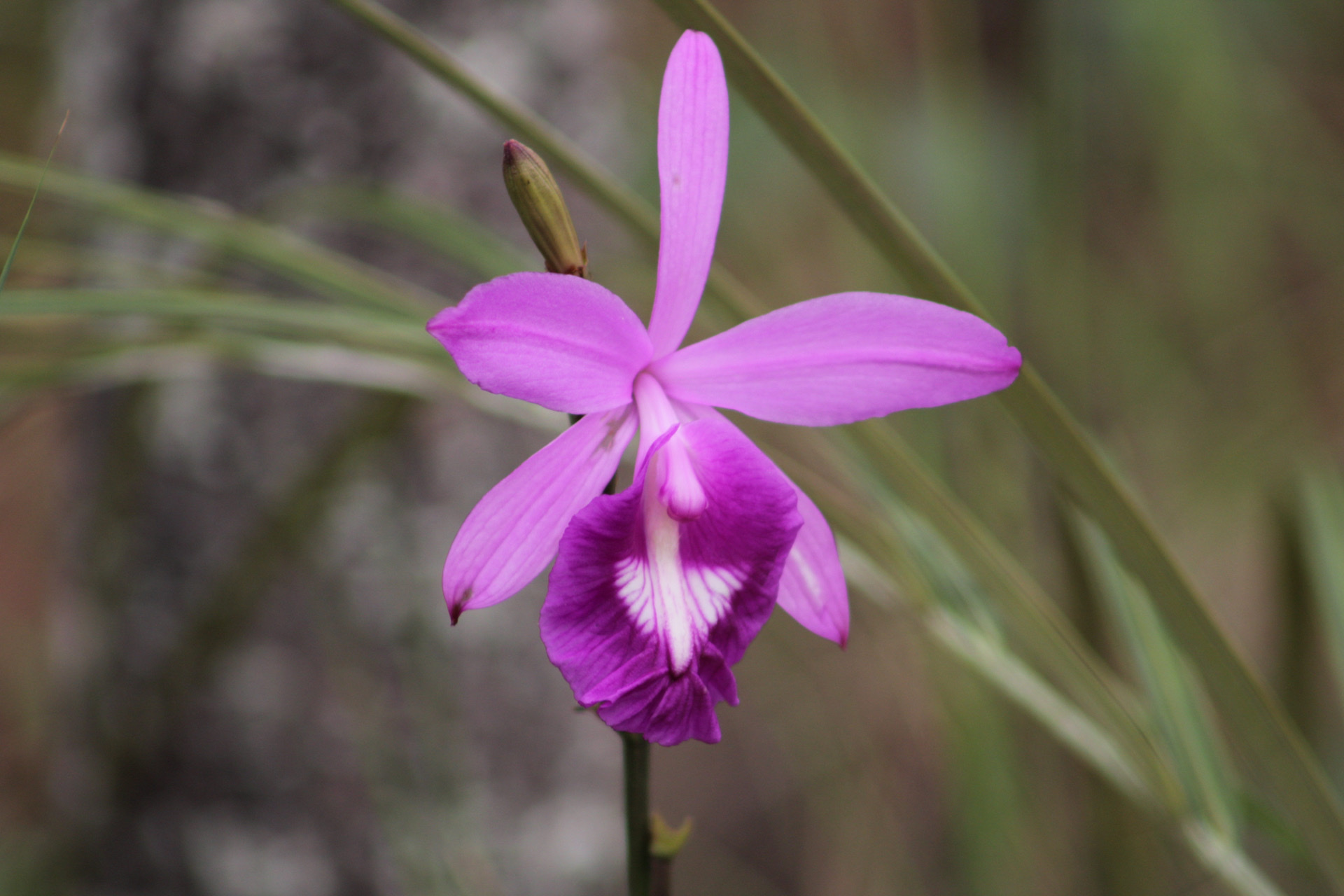 Imagem de Orquídea-do-brejo