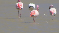 Phoenicoparrus jamesi