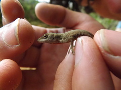 Anolis mariarum