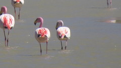 Phoenicoparrus jamesi