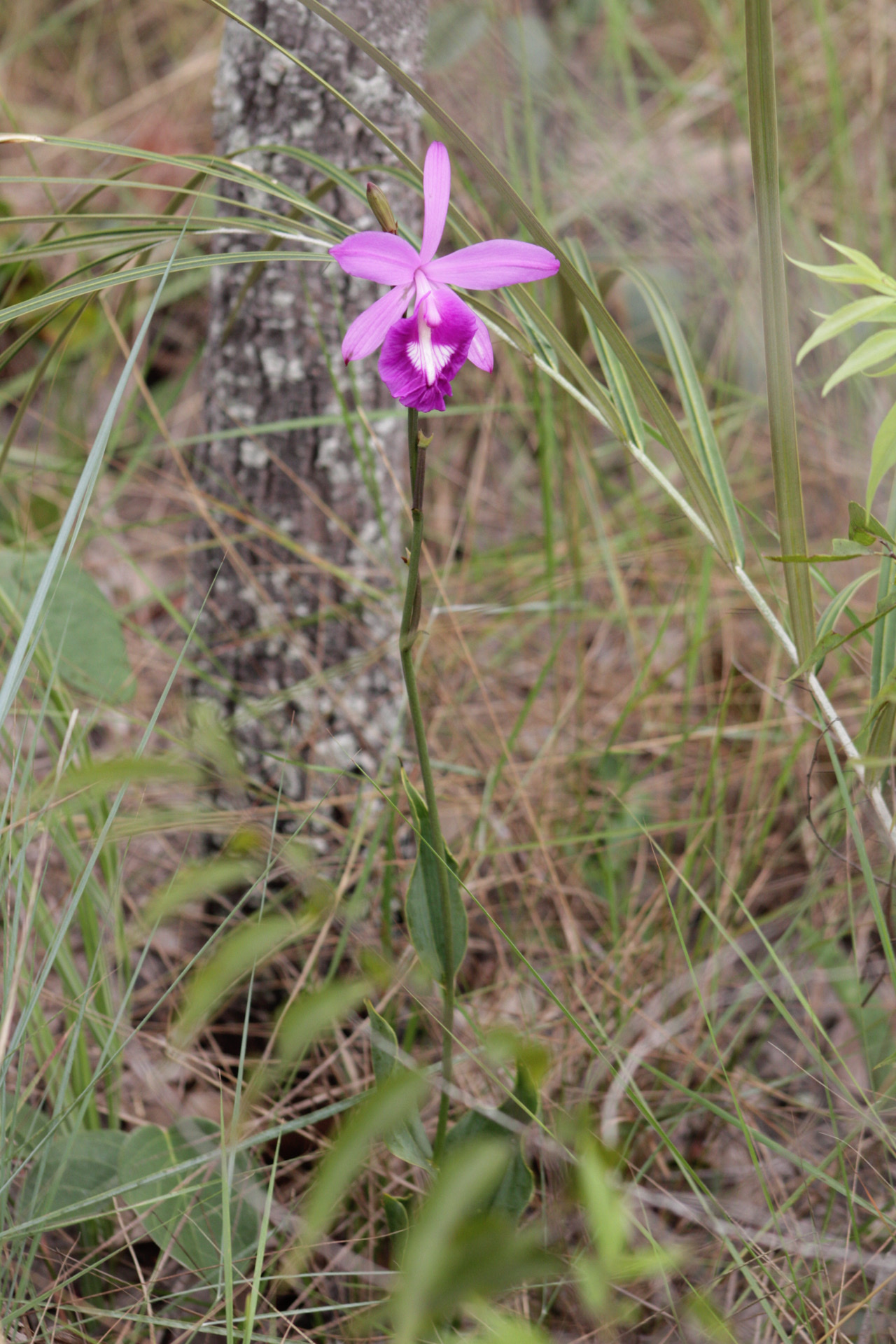 Imagem de Orquídea-do-brejo