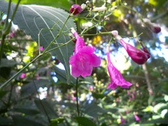 Strobilanthes hamiltoniana